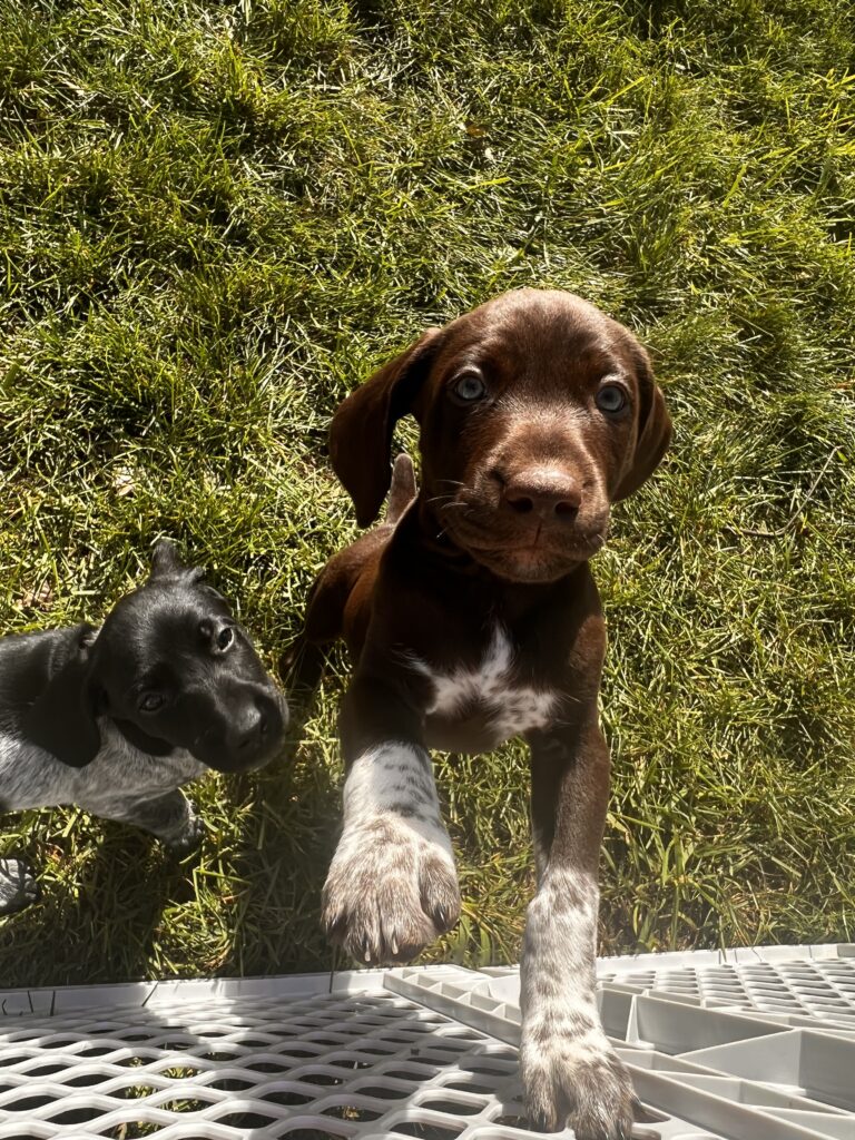 Cute Puppies