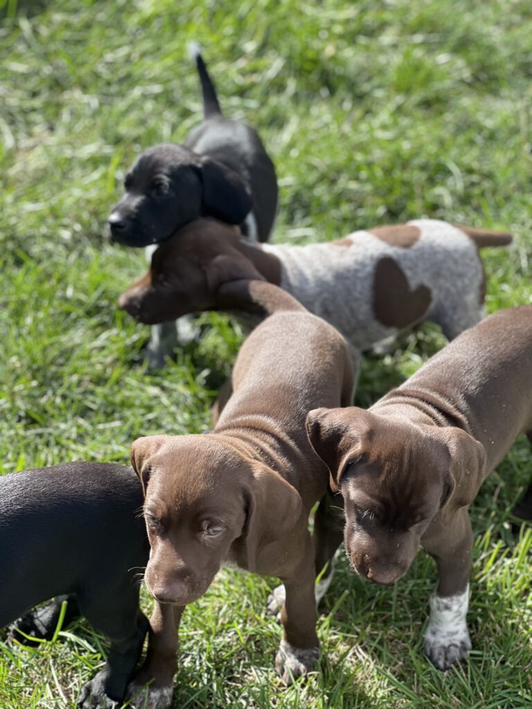 Five Small Puppies